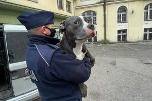 policjant z psem na rękach