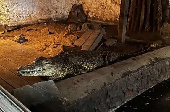 Zdjęcie przedstawia krokodyla.