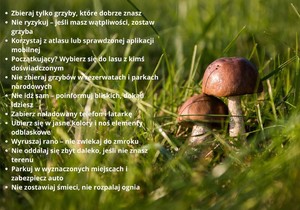 Bezpieczeństwo podczas grzybobrania – apelujemy o rozwagę w lesie