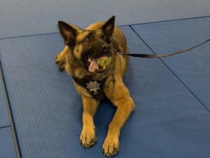 Zdjęcie przedstawia psa służbowego.