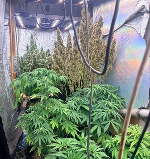 Zdjęcie przedstawia zabezpieczone przez policjantów sadzonki.