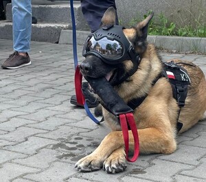 Pies służbowy.
