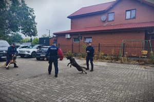 Pokaz umiejętności psów służbowych.
